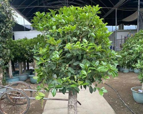桂花什么时候开放？如何确保桂花按时开花？