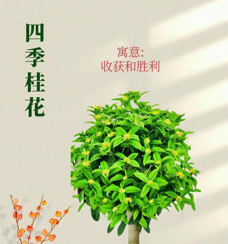 桂花什么时候开放？如何确保桂花按时开花？