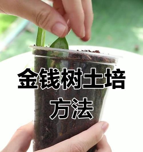 金钱树扦插的正确步骤是什么？