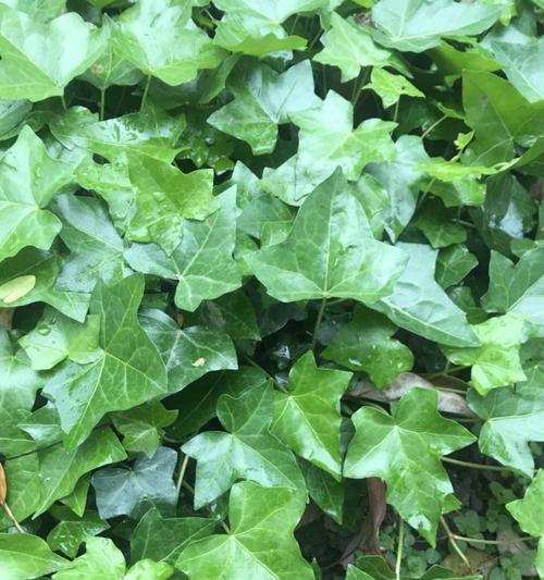 常见的攀援植物有哪些？攀援植物的养护要点是什么？