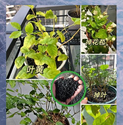 非洲茉莉叶子发黄的解决方法是什么？如何预防叶子变黄？