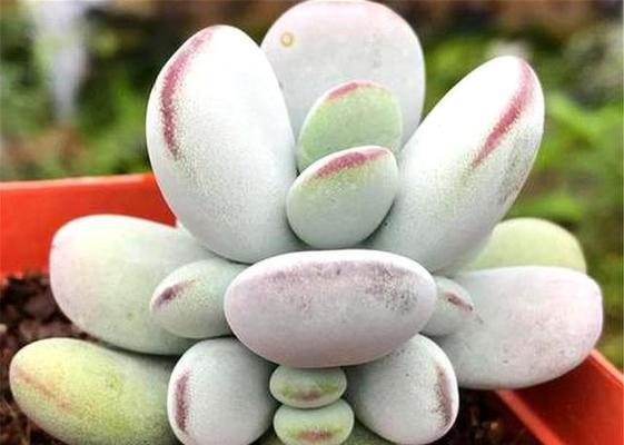 乒乓板植物养护方法是什么？如何保持其健康生长？
