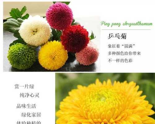 乒乓板植物养护方法是什么？如何保持其健康生长？