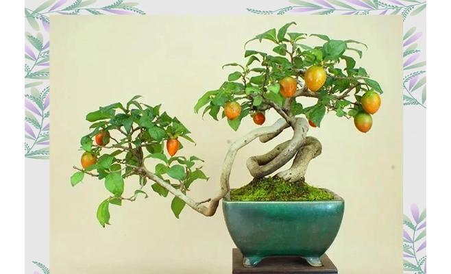 盆栽苹果树矮化有什么好处？