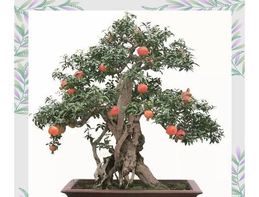 盆栽苹果树矮化有什么好处？