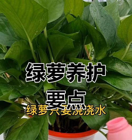 绿萝施肥的正确方式是什么？应该使用哪种肥料？