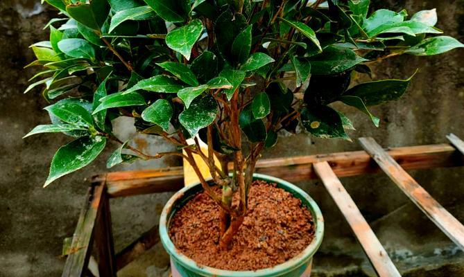 茶花在家中养殖的技巧是什么？如何处理常见问题？