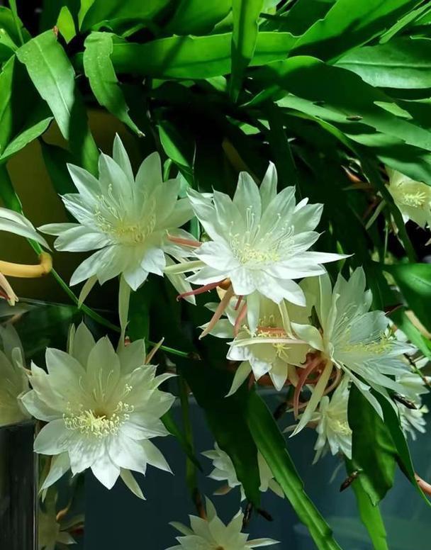 常见的花有哪些？每种花都有什么特点？