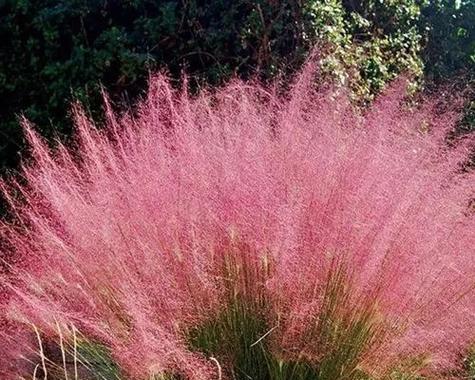 常见的花有哪些？每种花都有什么特点？