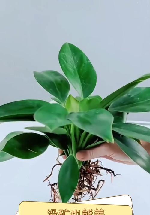金钻植物的浇水技巧是什么？如何判断金钻是否需要浇水？