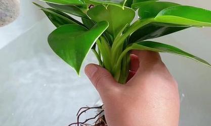金钻植物的浇水技巧是什么？如何判断金钻是否需要浇水？