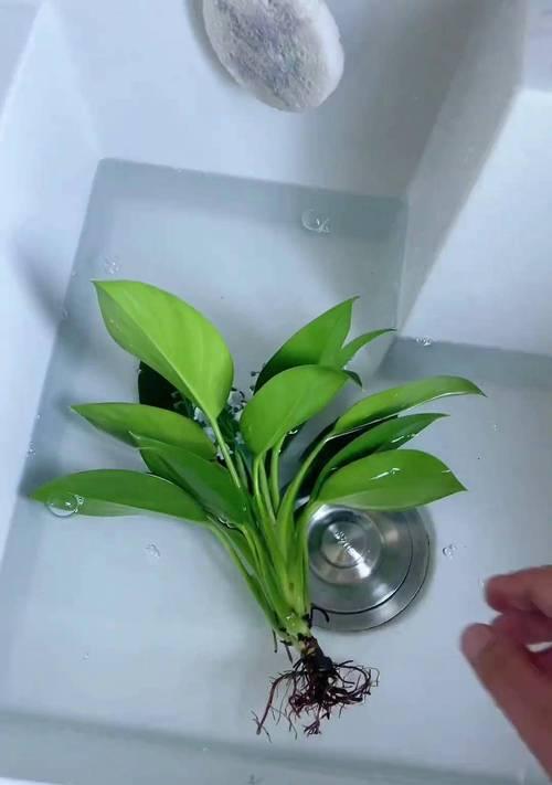 金钻植物的浇水技巧是什么？如何判断金钻是否需要浇水？