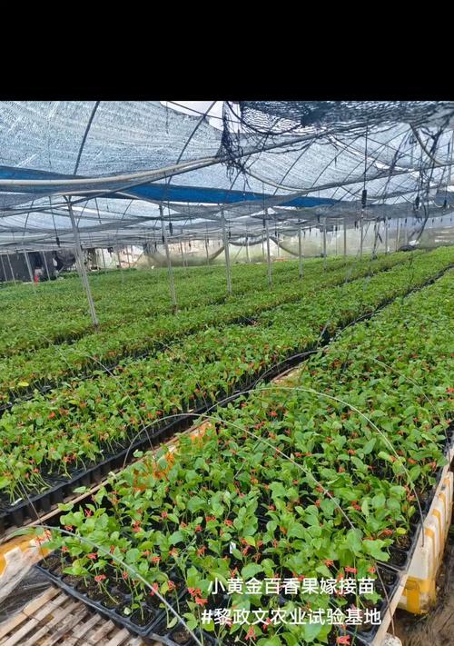 百香果种子种植方法是什么？如何提高发芽率？