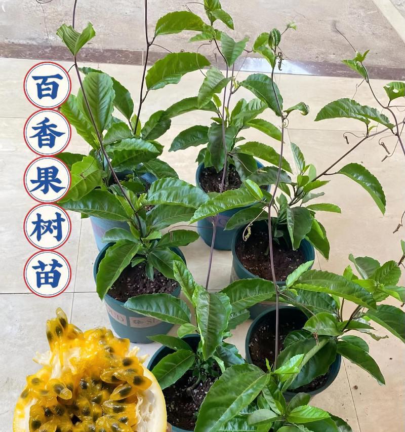 百香果种子种植方法是什么？如何提高发芽率？