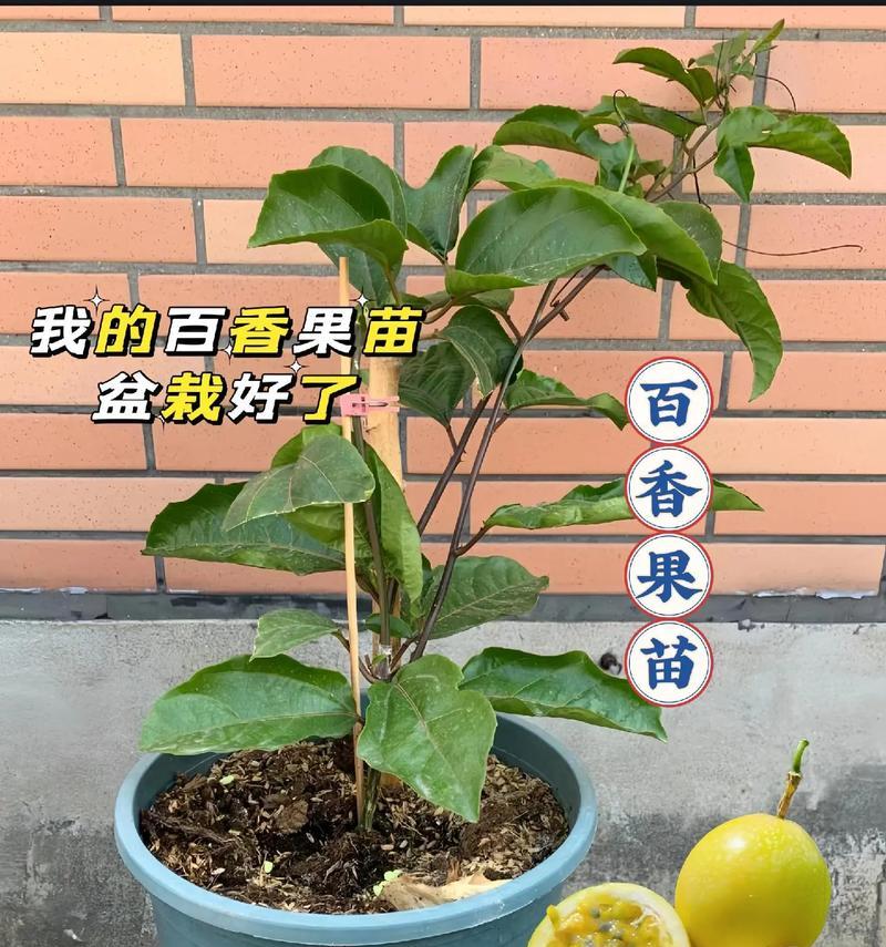 百香果种子种植方法是什么？如何提高发芽率？