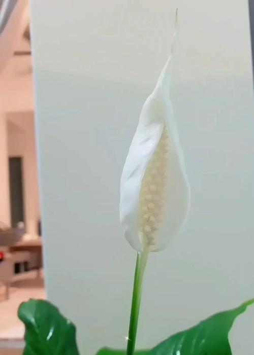 白鹤玉的养殖技巧是什么？