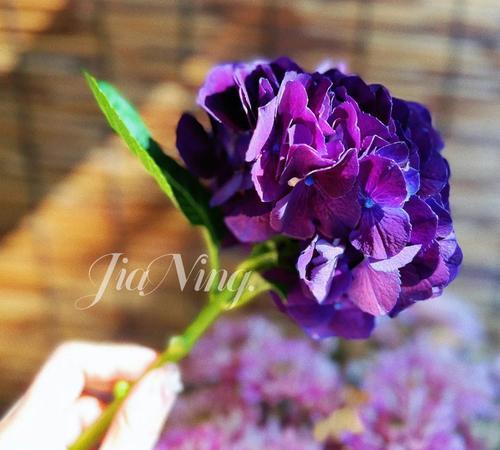 紫色的花有哪些种类？它们各自有什么特点？