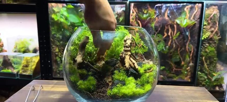 玻璃瓶生态盆景的养护秘诀是什么？如何打造完美生态？