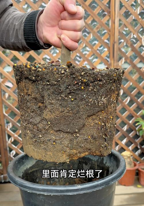 茶花烂根的常见原因是什么？如何处理茶花烂根问题？