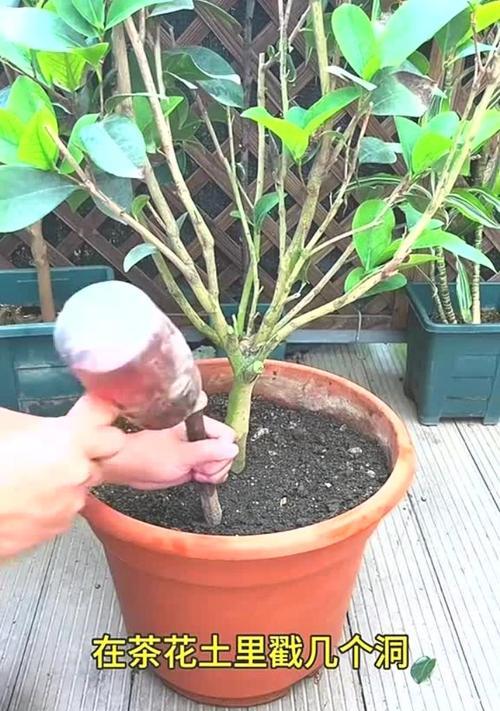 茶花烂根的常见原因是什么？如何处理茶花烂根问题？
