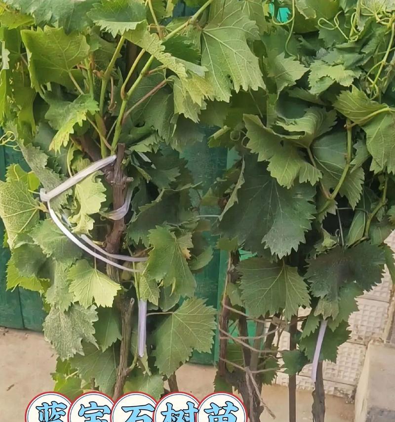 葡萄盆栽挂果数量如何控制？怎样保持美观？