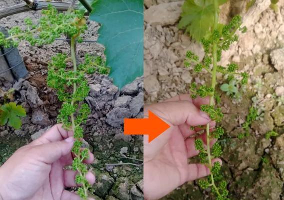 葡萄盆栽挂果数量如何控制？怎样保持美观？