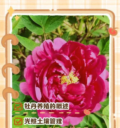 日日红花的养殖技巧有哪些？