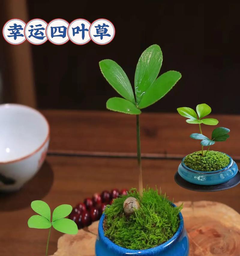 四叶草的养殖方法是什么？如何保持四叶草的健康生长？