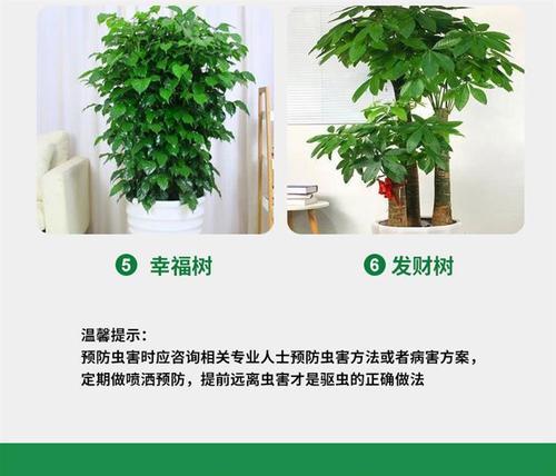 发财树出现小飞虫怎么处理？有哪些预防措施？