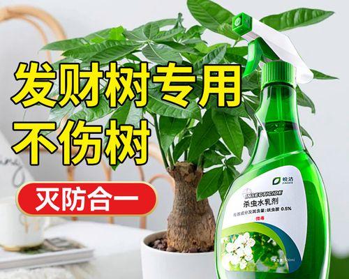 发财树出现小飞虫怎么处理？有哪些预防措施？