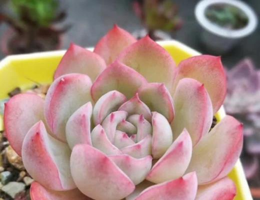 怎么养好多肉才能长得好？需要多久浇水一次？