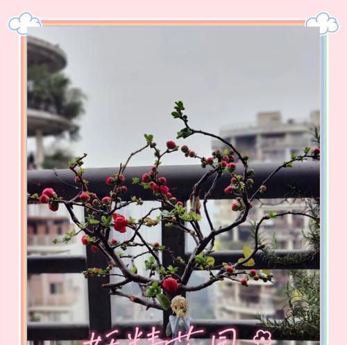 家庭如何养殖海棠花？有哪些注意事项？