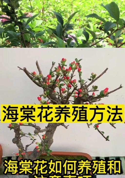 家庭如何养殖海棠花？有哪些注意事项？