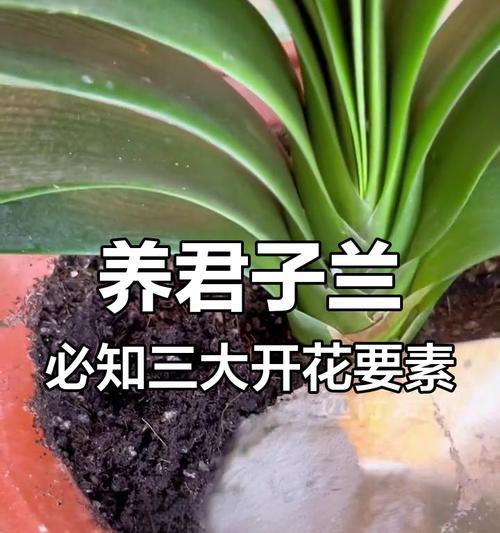 君子兰不开花的原因及促进开花的技巧是什么？