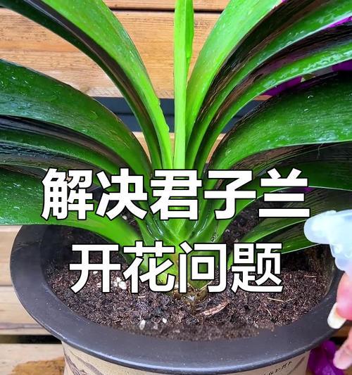 君子兰不开花的原因及促进开花的技巧是什么？
