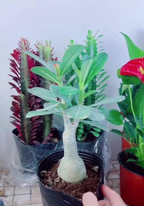 沙漠玫瑰修剪的最佳时机是什么时候？修剪后如何护理？