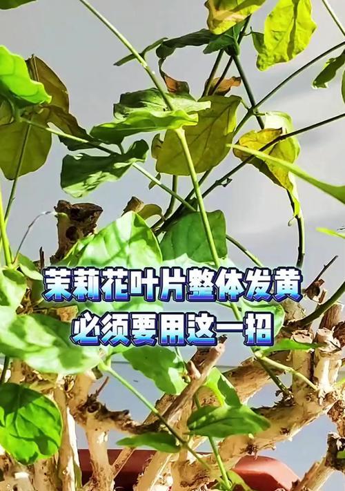 花卉叶子发黄怎么办？如何诊断和处理？