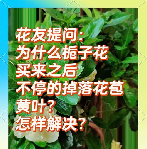 花卉叶子发黄怎么办？如何诊断和处理？