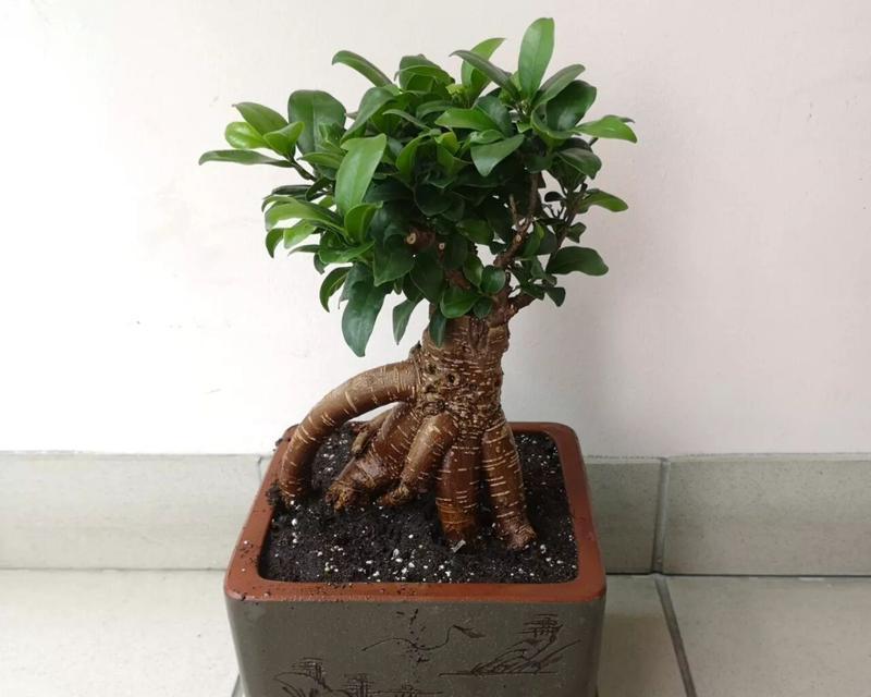 养榕树有什么讲究？榕树的养护技巧有哪些？