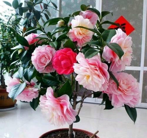 茶花换盆的最佳时机是什么时候？换盆后茶花如何护理？