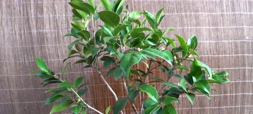 茶花换盆的最佳时机是什么时候？换盆后茶花如何护理？