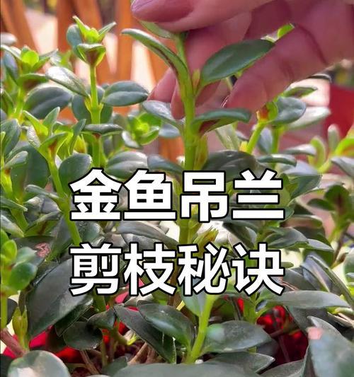 吊兰修剪的最佳时机是什么时候？