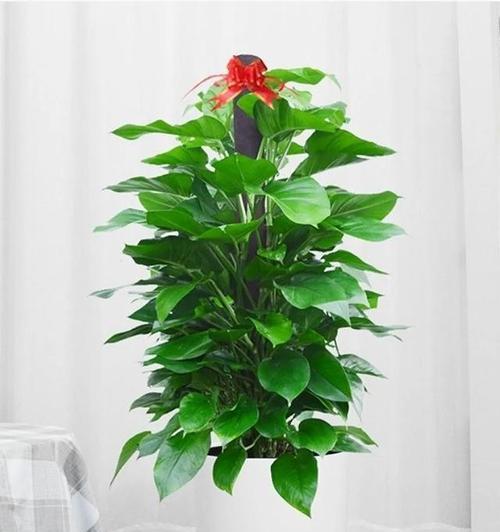 有哪些植物既美观又好养？