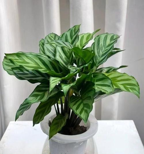 有哪些植物既美观又好养？