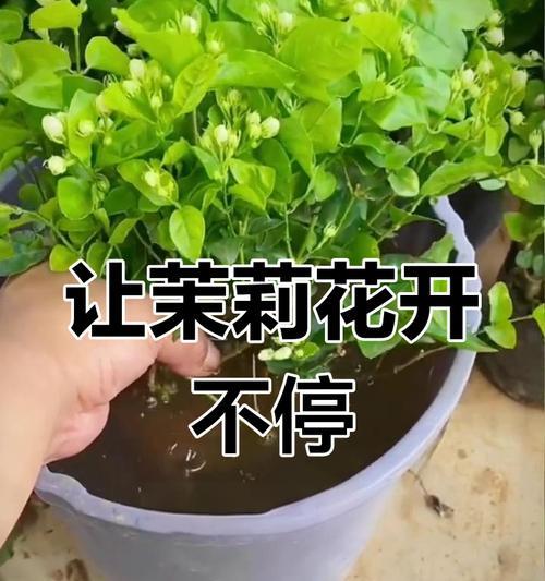 末莉的养殖环境和护理要点是什么？