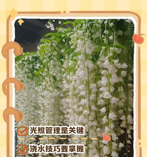 末莉的养殖环境和护理要点是什么？