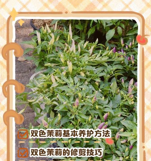 末莉的养殖环境和护理要点是什么？