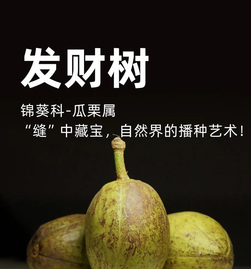 发财树种植时需要基肥吗？基肥的选择和使用方法是什么？