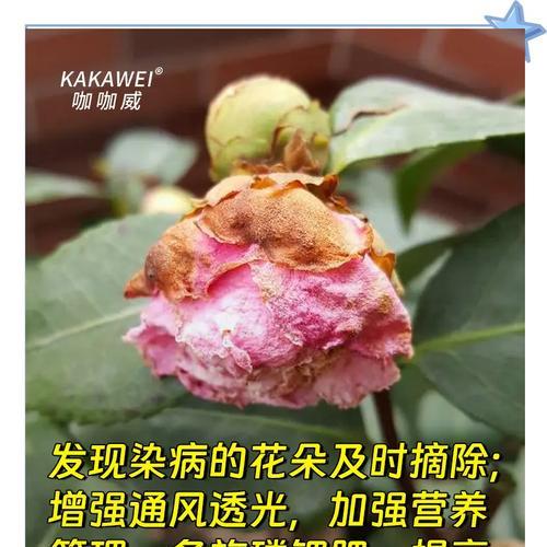 茶花不开花的原因是什么？如何促进其开花？