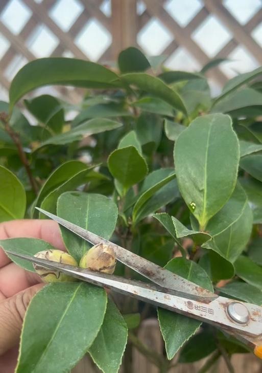 茶花不开花的原因是什么？如何促进其开花？